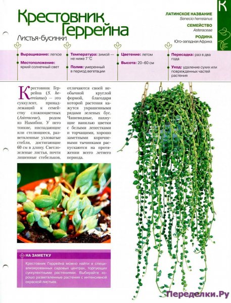Крестовник Геррейна