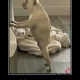 *