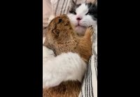 Любовь бывает разной