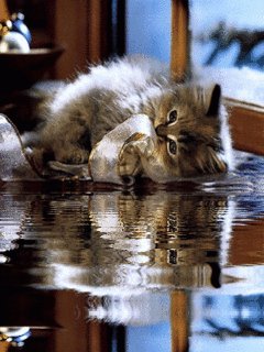 Котёнок
