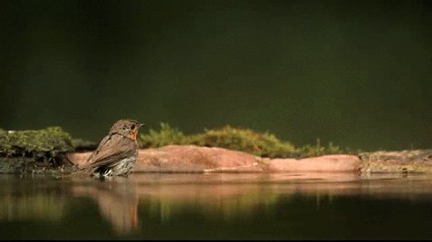 Зарянка