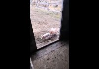 А ну домой живо!