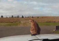 крутой рыжий кот