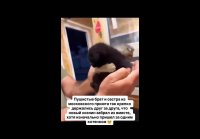video_93735458