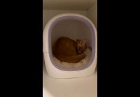 Современный кот