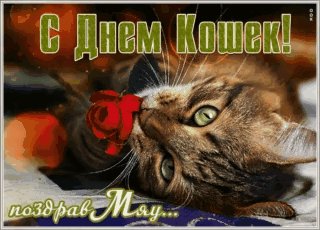 С Днём Кошек