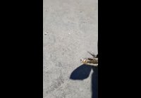 video_90026196