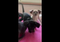 video_110496477