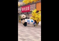 Funny-Panda-Media 20250116 8