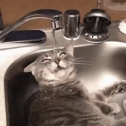 gif 1545986686