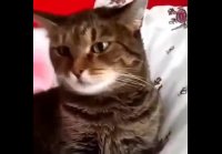 Кот в шоке от петуний. Cat Flower.