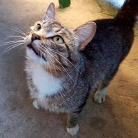гифки, котэ, живность