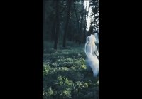 video_101192495