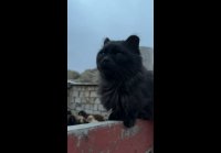 TikSave.io 7578568545387253003-hd