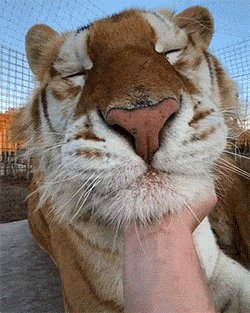 gifs 23