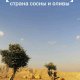 Исраэль Шамир. Израиль. Страна сосны и оливы