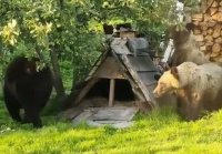 В Горн. Алтае из-за медведей закрыли доступ к водопаду:видео