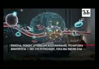 Утро вечера мудренее: что происходит с нами во сне (16+)