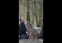 Волчья любовь