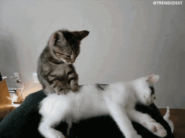 Cats