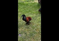 Гейропа. Стамбул