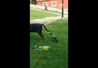 VID 20260423 044216 951