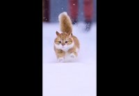 Бегущий в снегу