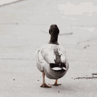 Bird