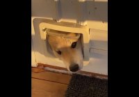 video_95895915