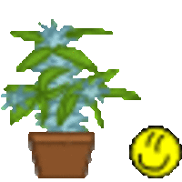 weedbush