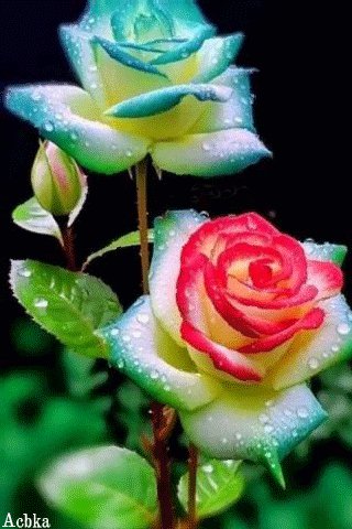 file_95018103