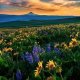 podsolnuhi-