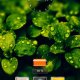 LiveBattery v1.04(0) &amp; Unlock Key