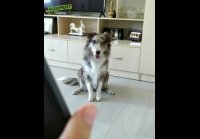 Пес, который любит позировать