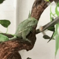 Как Едят Дети