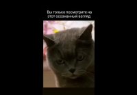 Videoplayback - 2025-05-21T155202.619