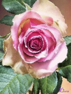 file_59139294