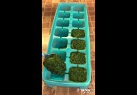 Заготовка зелени на зиму