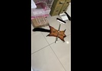 Главная номинация на Оскар