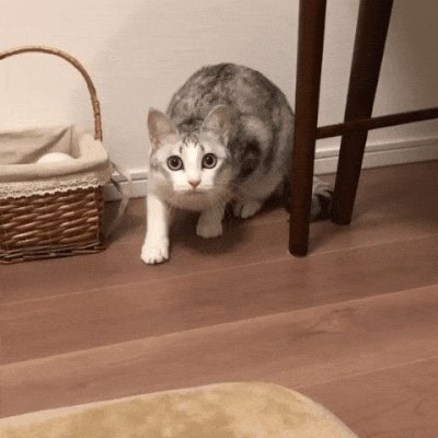 Мяу!