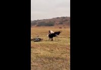 Как отбиться от страуса