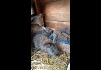 video_103769305