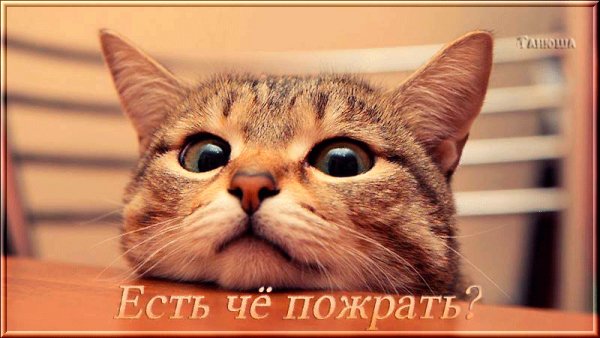 file_64379519