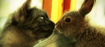 Кот и кролик