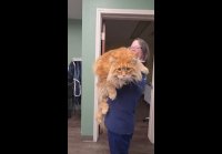 video_109521638