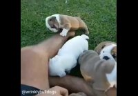 video_20922929