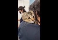 Tsvetkova vet 1777287515836