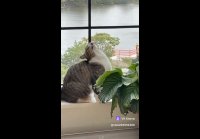 Suqy99S3dQc741MJMorcu-s