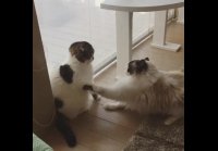 драка очень вежливых котов