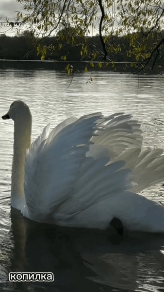 file_95198563